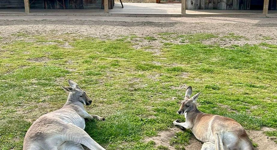 Kangaroes Canada rondreis Kangaroes Canada rondreis